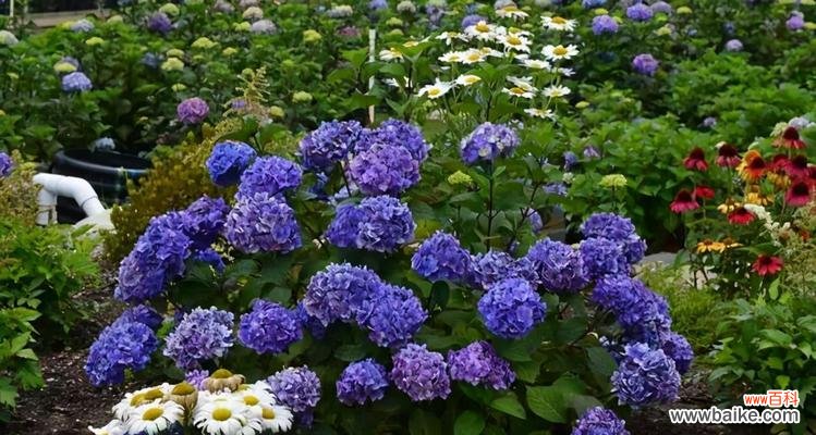 探寻绣球花语的深刻内涵与传承 无尽夏绣球花语的美丽与意义