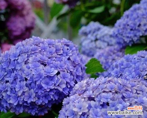 探寻绣球花语的深刻内涵与传承 无尽夏绣球花语的美丽与意义