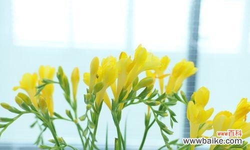 解读芬芳中的情感与祝福 香雪兰的花语与寓意