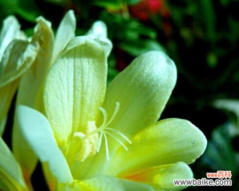 解读芬芳中的情感与祝福 香雪兰的花语与寓意