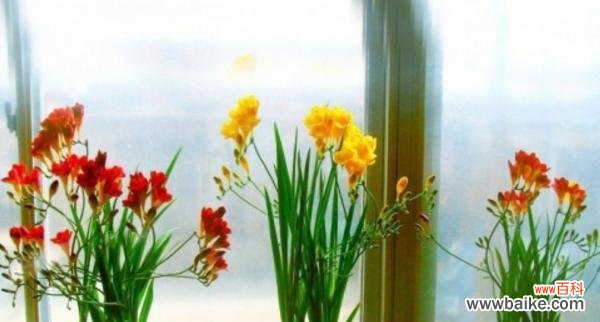 解读芬芳中的情感与祝福 香雪兰的花语与寓意