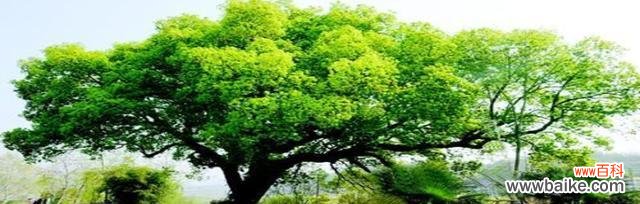 探索榕树的奥秘 榕树之美