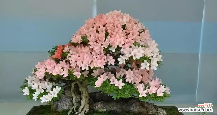 探索榕树的奥秘 榕树之美