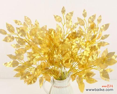 探索榕树的奥秘 榕树之美