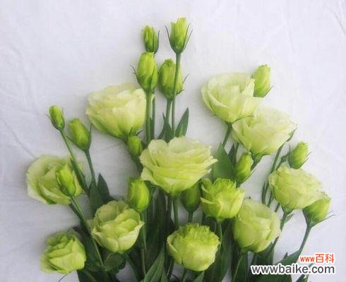 探寻绿色洋桔梗的花语和象征意义 绿色洋桔梗的花语与寓意