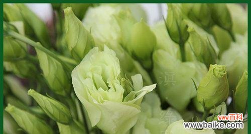 探寻绿色洋桔梗的花语和象征意义 绿色洋桔梗的花语与寓意