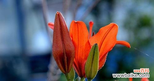 蝶花百合——天使之花的花语传递 蝶花百合的花语与美丽