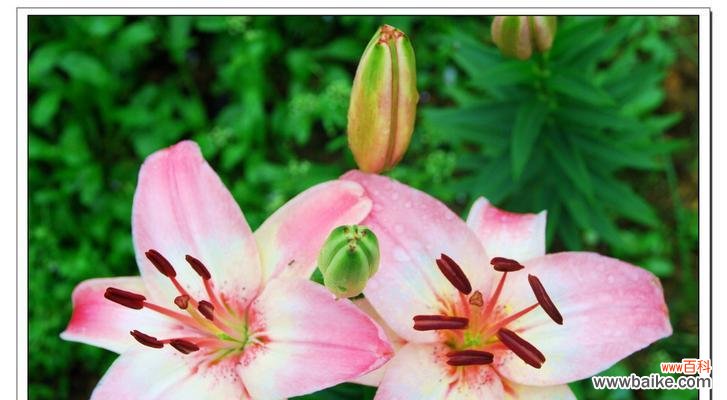 蝶花百合——天使之花的花语传递 蝶花百合的花语与美丽