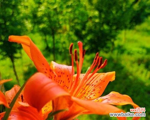 蝶花百合——天使之花的花语传递 蝶花百合的花语与美丽