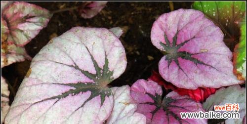 探寻秋海棠叶的象征意义 秋海棠叶的美丽寓意