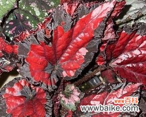 探寻秋海棠叶的象征意义 秋海棠叶的美丽寓意