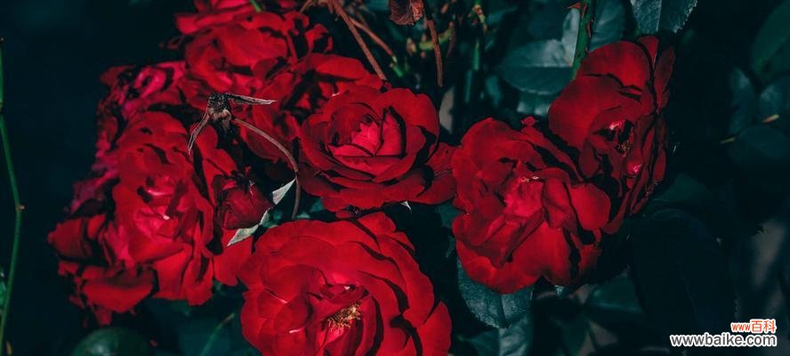 探寻35朵玫瑰所表达的浪漫情感 35玫瑰花语的含义与传达