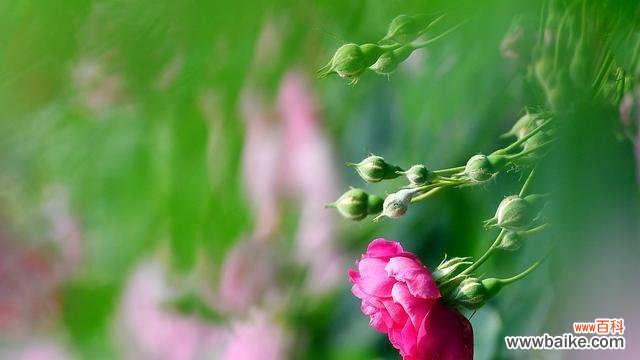 舒缓压力 以白玫瑰花语释怀的心情