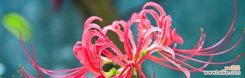 舒缓压力 以白玫瑰花语释怀的心情