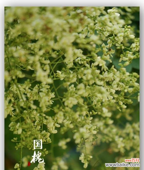 国槐树的寓意与象征意义 国槐树