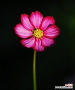 解读黑色波斯菊花所传达的情感与意义 黑色波斯菊花语的奥秘