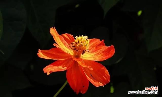 解读黑色波斯菊花所传达的情感与意义 黑色波斯菊花语的奥秘