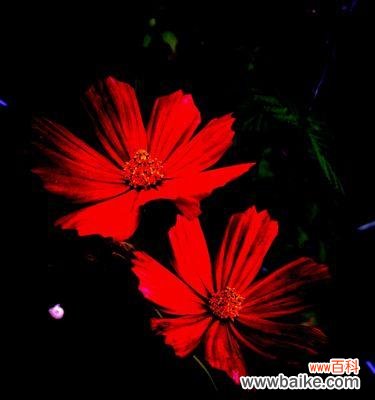 解读黑色波斯菊花所传达的情感与意义 黑色波斯菊花语的奥秘