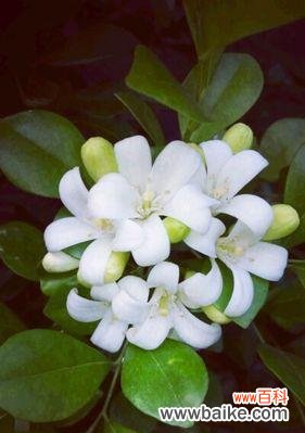 解读九里香花语的深刻含义 九里香花语之美