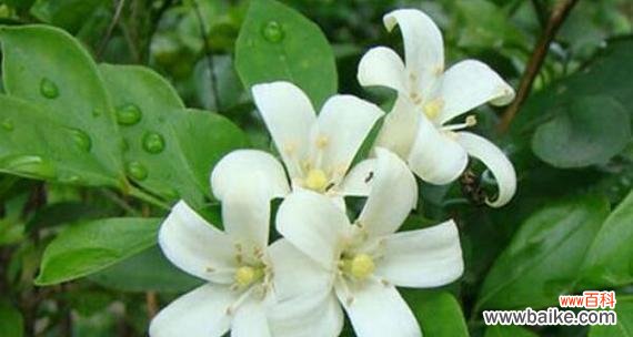 解读九里香花语的深刻含义 九里香花语之美