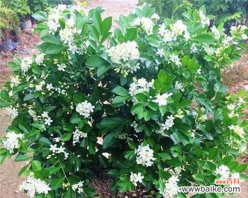 解读九里香花语的深刻含义 九里香花语之美