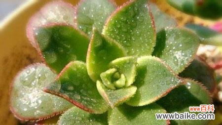 以多肉为媒介 多肉花语与传达的美好