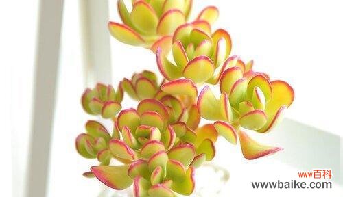 以多肉为媒介 多肉花语与传达的美好