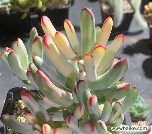 以多肉为媒介 多肉花语与传达的美好