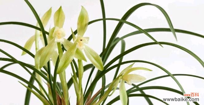 揭示兰花草的代表性与文化内涵 兰花草的象征意义与意思