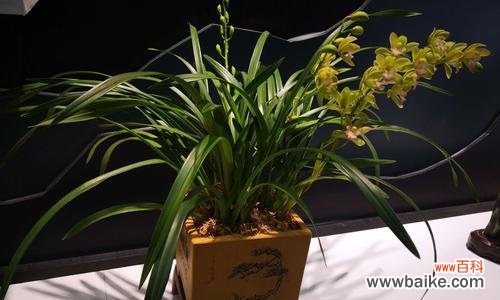 揭示兰花草的代表性与文化内涵 兰花草的象征意义与意思