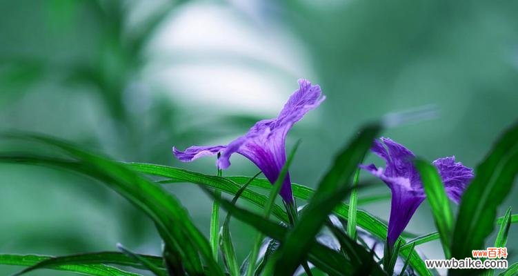 揭示兰花草的代表性与文化内涵 兰花草的象征意义与意思