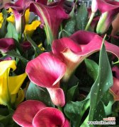 探究粉色马蹄莲花所代表的深层意义 粉色马蹄莲花的象征意义与寓意