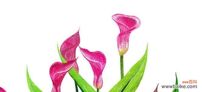 探究粉色马蹄莲花所代表的深层意义 粉色马蹄莲花的象征意义与寓意