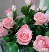 以戴安娜玫瑰的寓意探索花朵的神秘力量 戴安娜玫瑰