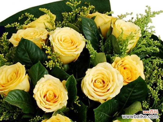 探索黄玫瑰背后的情感和象征 黄玫瑰的象征意义