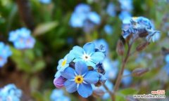 追寻记忆的花朵 勿忘我花的寓意和象征意义