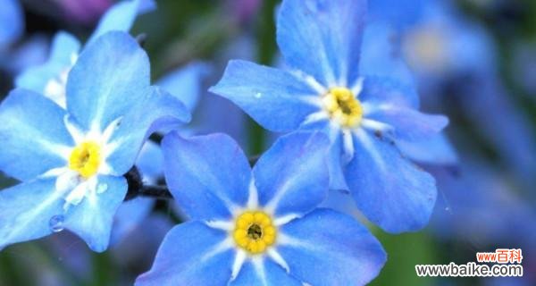 深情不忘 勿忘我花语与寓意