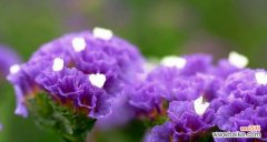 深情不忘 勿忘我花语与寓意