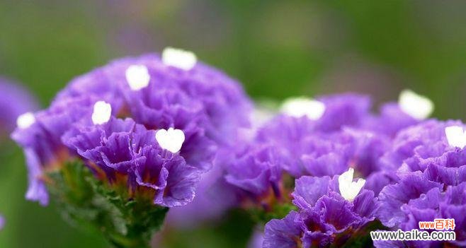 深情不忘 勿忘我花语与寓意