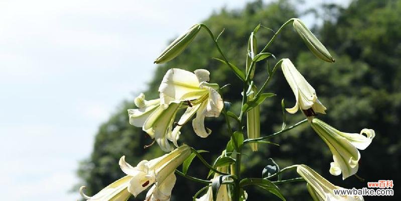 百合在风水中代表什么？如何利用百合提升家居风水？