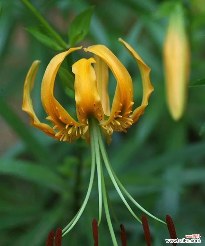 百合在风水中代表什么？如何利用百合提升家居风水？