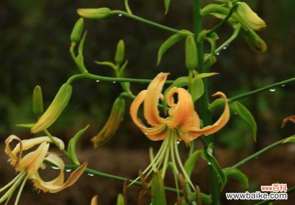 百合花代表什么风水意义？如何在家居中运用百合花风水？