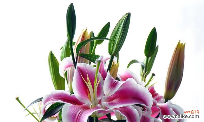 百合花代表什么风水意义？如何在家居中运用百合花风水？