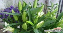 百合花代表什么风水意义？如何在家居中运用百合花风水？