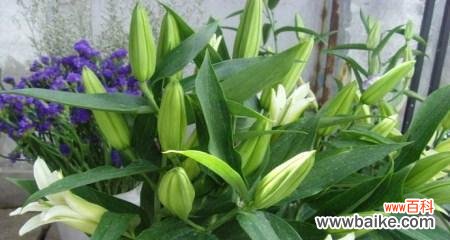 百合花代表什么风水意义？如何在家居中运用百合花风水？