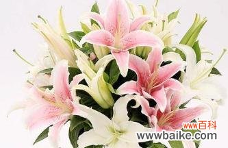 百合花的花语和寓意象征着什么意思？如何正确解读百合的象征意义？