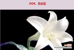 百合花的花语和寓意象征着什么意思？如何正确解读百合的象征意义？