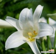 百合花语代表什么？如何理解百合的寓意？