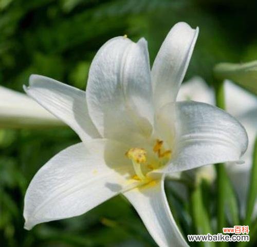 百合花语代表什么?如何理解百合的寓意?