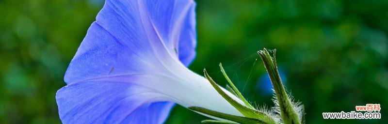 探寻喇叭花的浓郁情感与文化价值 喇叭花的花语之意义与传承